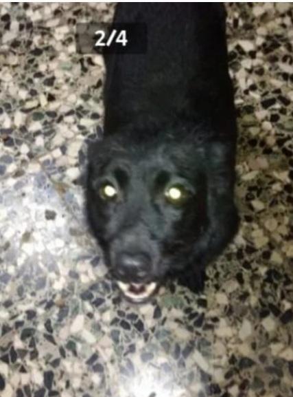 Lucky nero giovane e piccolo aspetta da 2anni  Foto 2