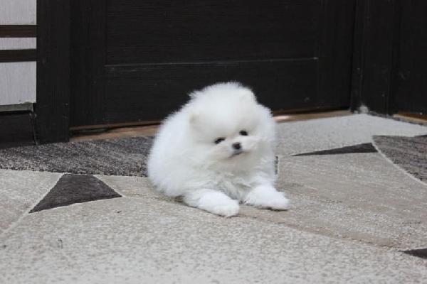 Cuccioli della Pomerania