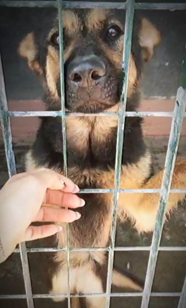 Zoe, cucciola di pastore tedesco di 10 mesi in canile Foto 2