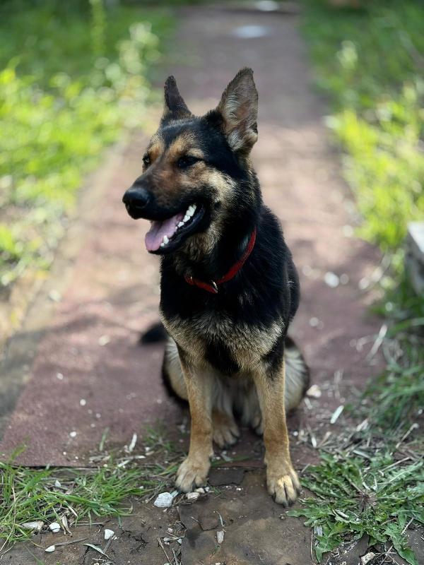 Zoe, cucciola di pastore tedesco di 10 mesi in canile Foto 3