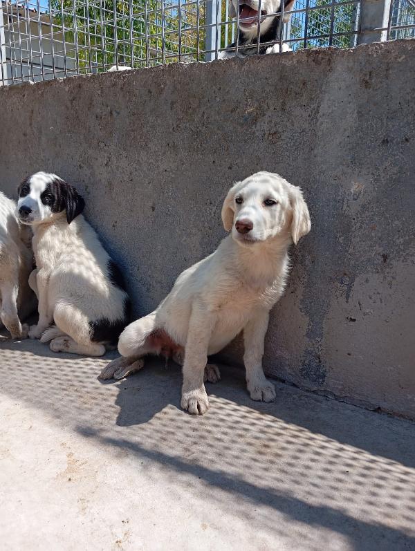 Alba! (20-25kg) Foto 2