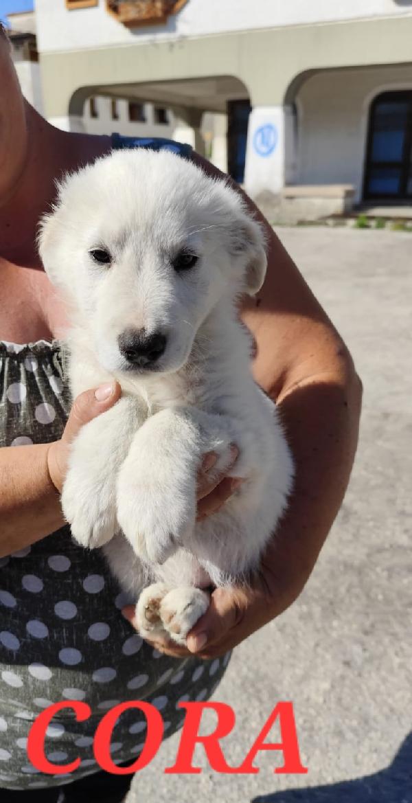 CORA e CAROLINA 2 mesi e mezzo Foto 2