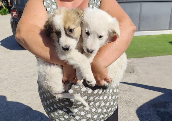 CORA e CAROLINA 2 mesi e mezzo Foto 4