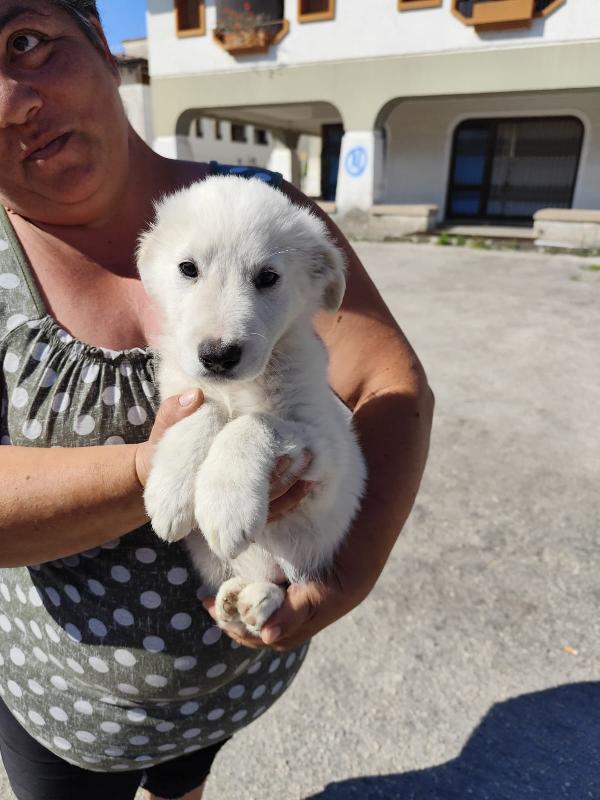 CORA e CAROLINA 2 mesi e mezzo Foto 10