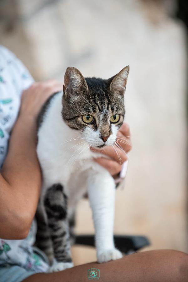 Adotta Grey, regala coccole a profusione  Foto 2