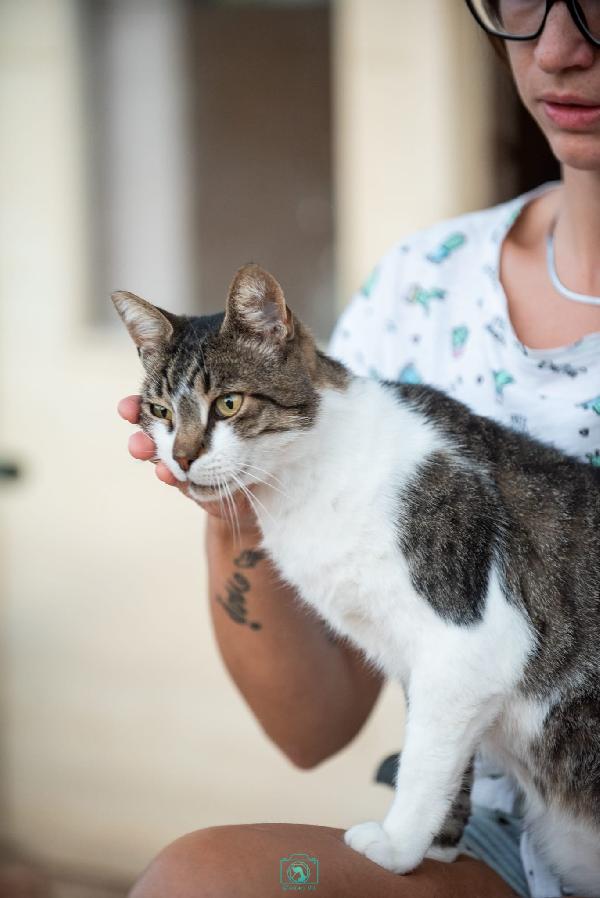 Adotta Grey, regala coccole a profusione  Foto 3