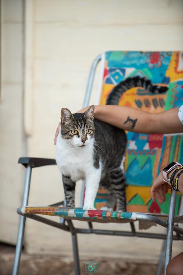 Adotta Grey, regala coccole a profusione  Foto 4