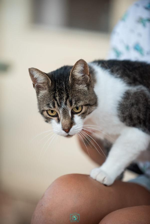 Adotta Grey, regala coccole a profusione  Foto 6