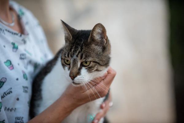 Adotta Grey, regala coccole a profusione  Foto 7