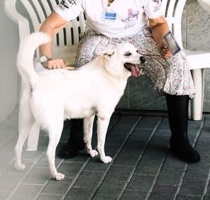 FOX CAGNOLINO CANDIDO Foto 6
