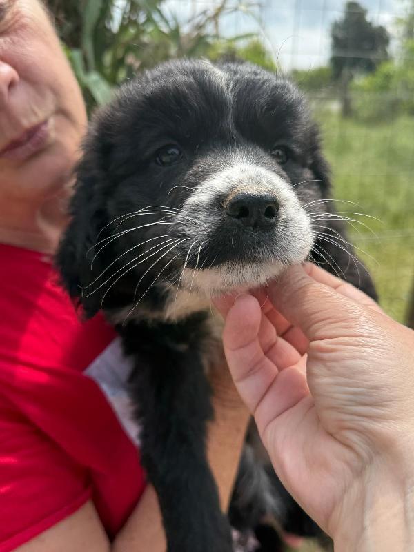 💕🐾 MILA 🐾💕 splendida cucciola simil border collie  Foto 2