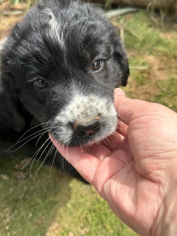 💕🐾 MILA 🐾💕 splendida cucciola simil border collie  Foto 4