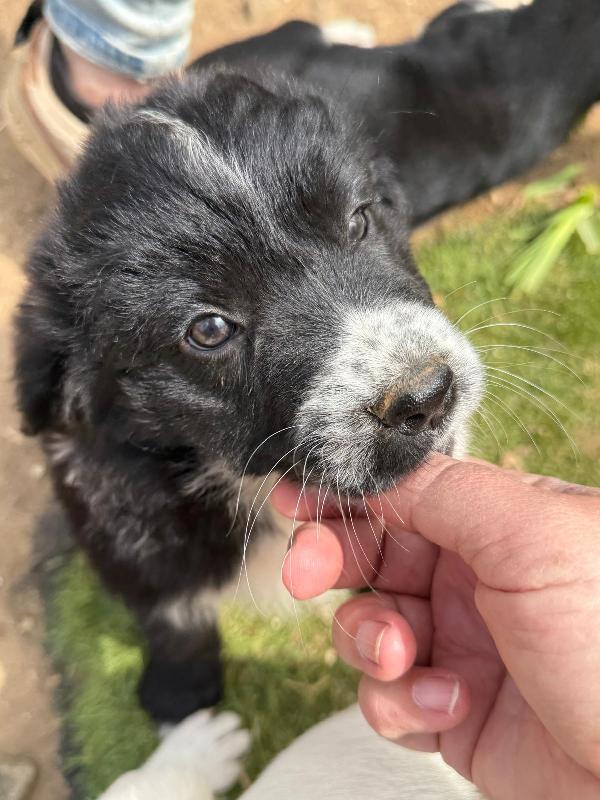 💕🐾 MILA 🐾💕 splendida cucciola simil border collie  Foto 6