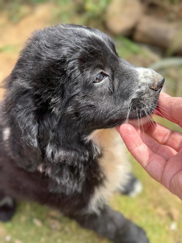 💕🐾 MILA 🐾💕 splendida cucciola simil border collie  Foto 7