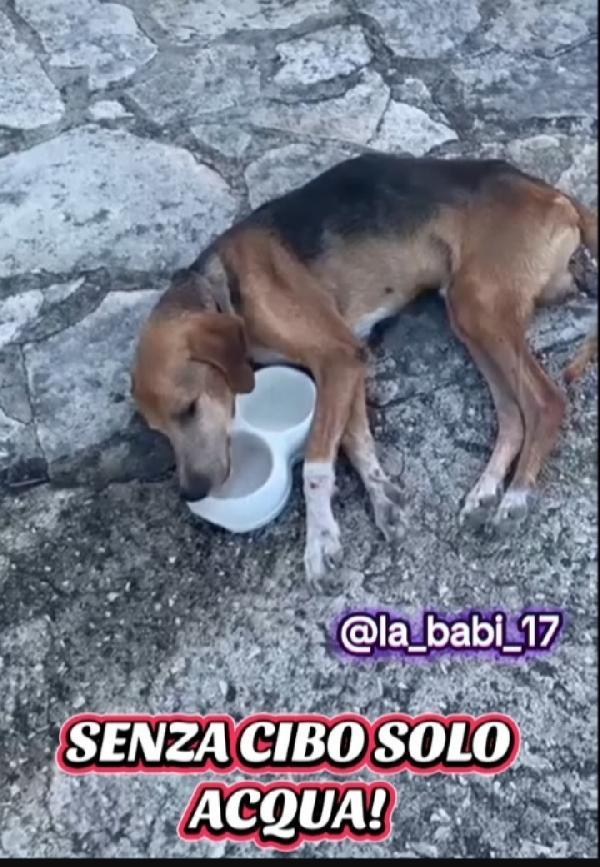 Segugio x 8anni a catena stretta!! PUGLIA Foto 2