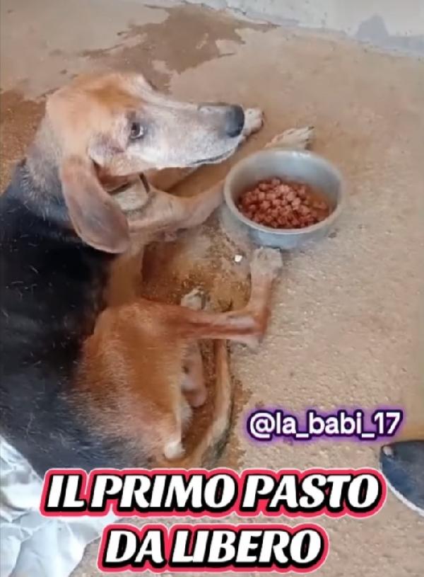 Segugio x 8anni a catena stretta!! PUGLIA Foto 3