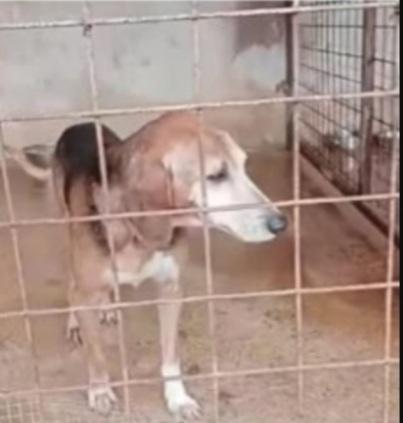 Segugio x 8anni a catena stretta!! PUGLIA Foto 4