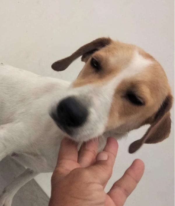 Nora 2 anni, taglia piccola  Foto 2