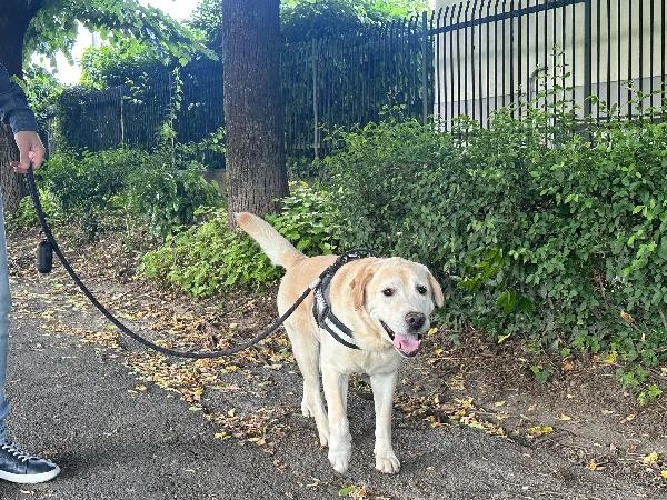 Arturo splendido Labrador di 10 anni cerca casa Urgente !!!! Foto 2