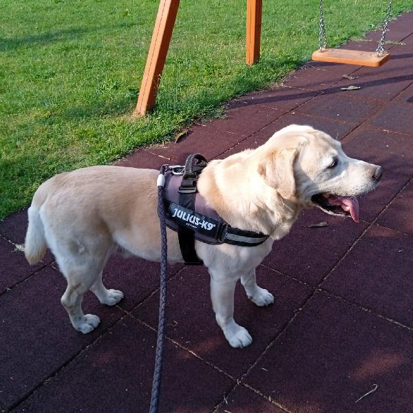 Arturo splendido Labrador di 10 anni cerca casa Urgente !!!! Foto 3