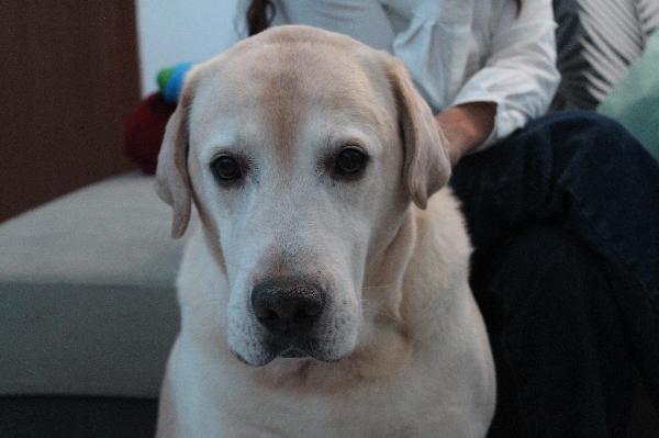 Arturo splendido Labrador di 10 anni cerca casa Urgente !!!! Foto 4