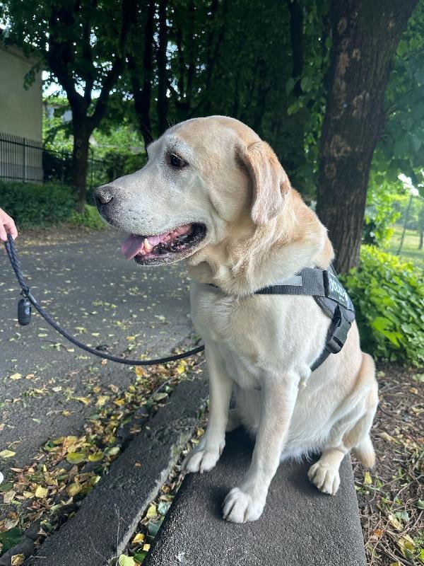 Arturo splendido Labrador di 10 anni cerca casa Urgente !!!! Foto 5