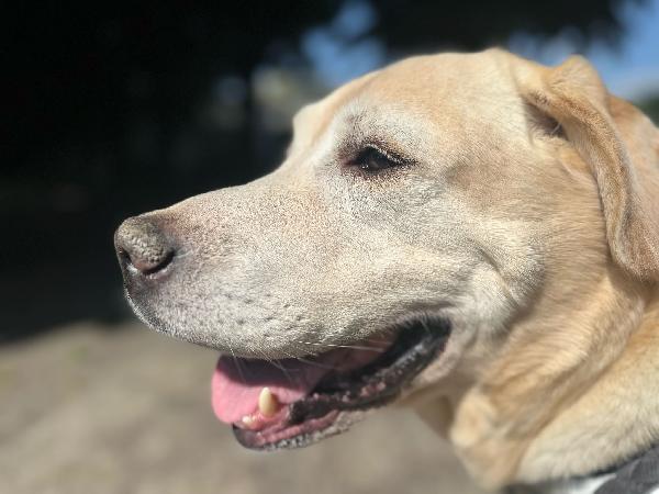 Arturo splendido Labrador di 10 anni cerca casa Urgente !!!! Foto 7