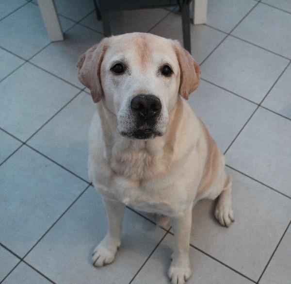 Arturo splendido Labrador di 10 anni cerca casa Urgente !!!! Foto 8