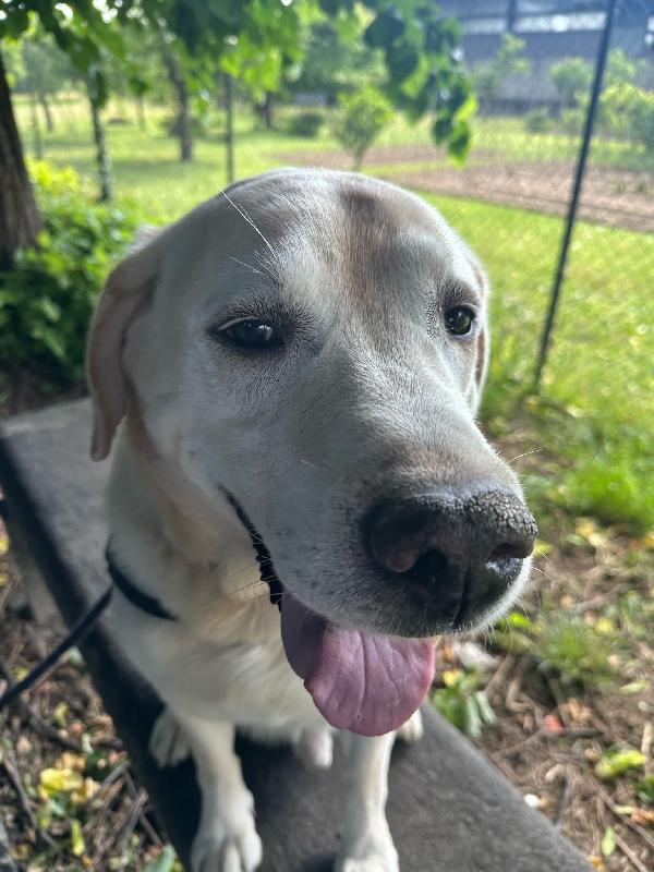 Arturo splendido Labrador di 10 anni cerca casa Urgente !!!! Foto 9