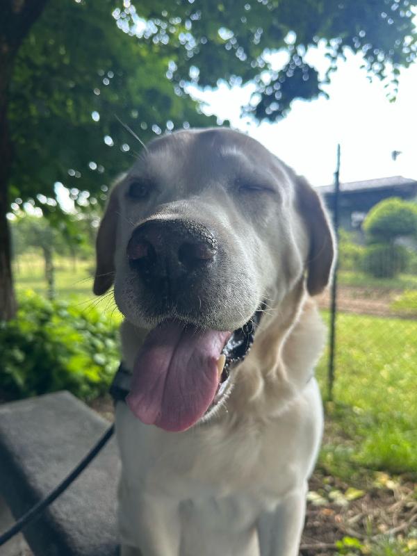 Arturo splendido Labrador di 10 anni cerca casa Urgente !!!! Foto 10