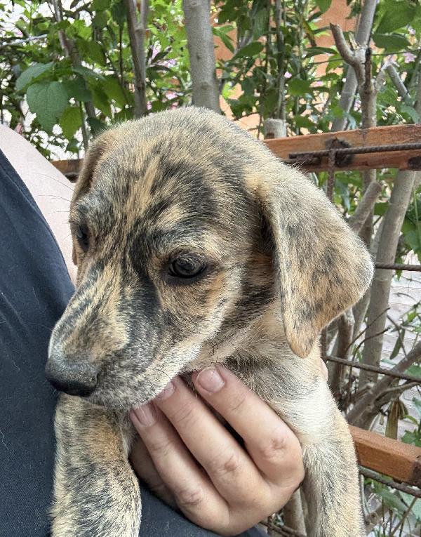 ✳️🐾 simba 🐾✳️ splendido cucciolo tigrato in adozione  Foto 4