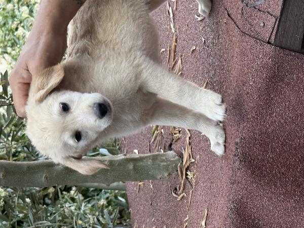 🌼🐾 dudù 🐾🌼 dolce cucciola in adozione  Foto 2