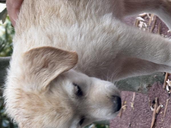 🌼🐾 dudù 🐾🌼 dolce cucciola in adozione  Foto 3
