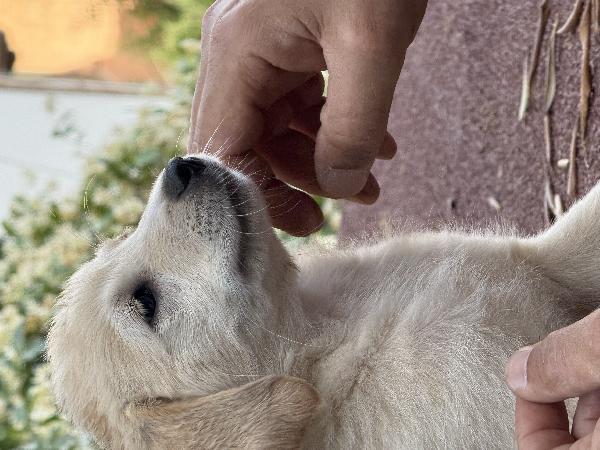 🌼🐾 dudù 🐾🌼 dolce cucciola in adozione  Foto 4