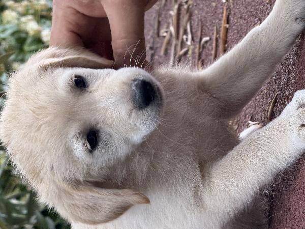 🌼🐾 dudù 🐾🌼 dolce cucciola in adozione  Foto 5