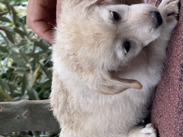🌼🐾 dudù 🐾🌼 dolce cucciola in adozione  Foto 6