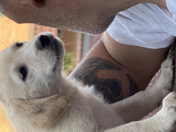 🌼🐾 dudù 🐾🌼 dolce cucciola in adozione  Foto 7