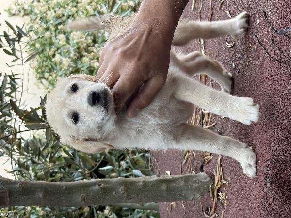 🌼🐾 dudù 🐾🌼 dolce cucciola in adozione  Foto 8