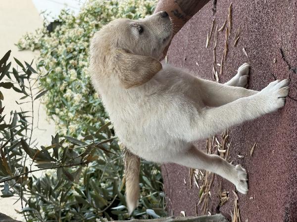 🌼🐾 dudù 🐾🌼 dolce cucciola in adozione  Foto 9