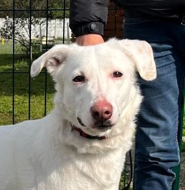 GENNA CAGNOLINA CANDIDA Foto 4