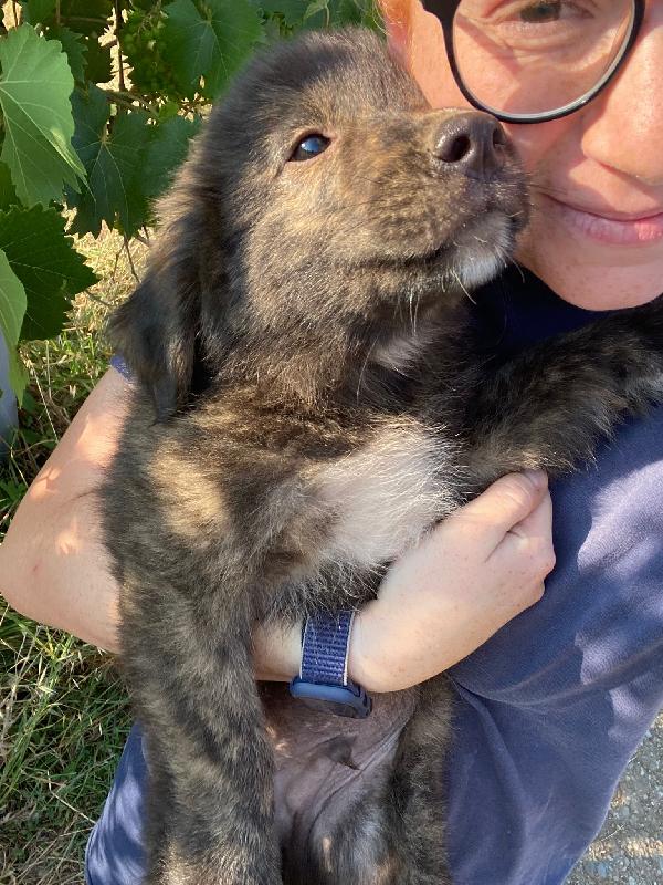💛🐾 zayon 🐾💛 splendido cucciolo in adozione  Foto 2