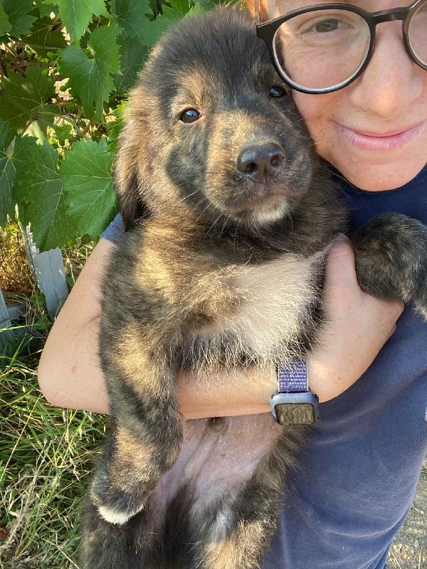 💛🐾 zayon 🐾💛 splendido cucciolo in adozione  Foto 4