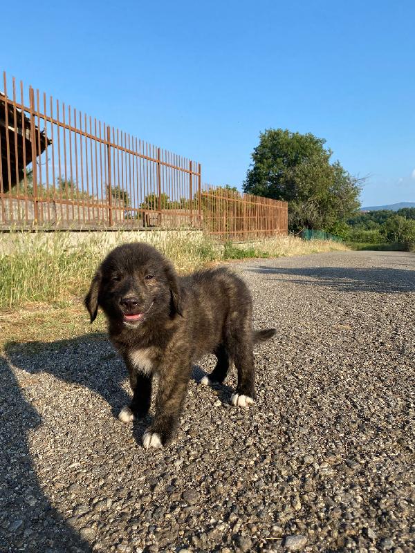 💛🐾 zayon 🐾💛 splendido cucciolo in adozione  Foto 5