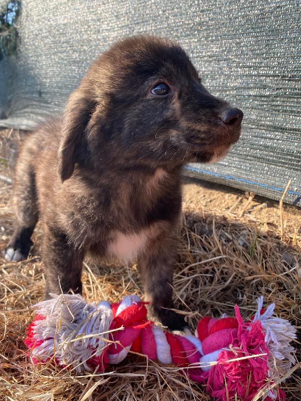 💛🐾 zayon 🐾💛 splendido cucciolo in adozione  Foto 9