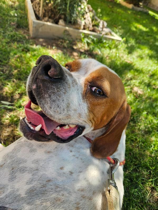 Mais: Pointer mansueto equilibrato dolce socievole  Foto 2