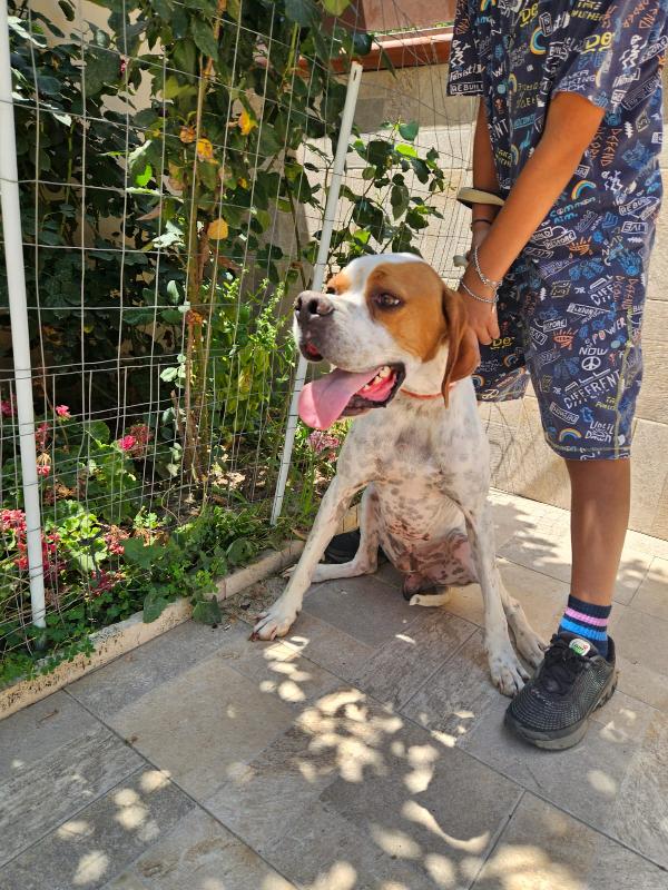 Mais: Pointer mansueto equilibrato dolce socievole  Foto 3