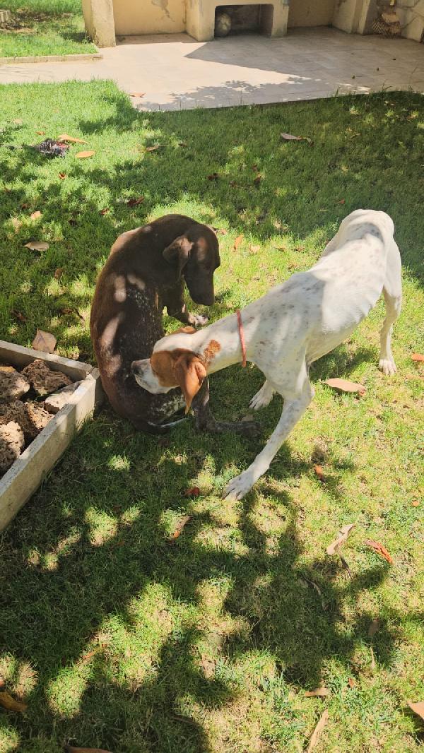 Mais: Pointer mansueto equilibrato dolce socievole  Foto 4