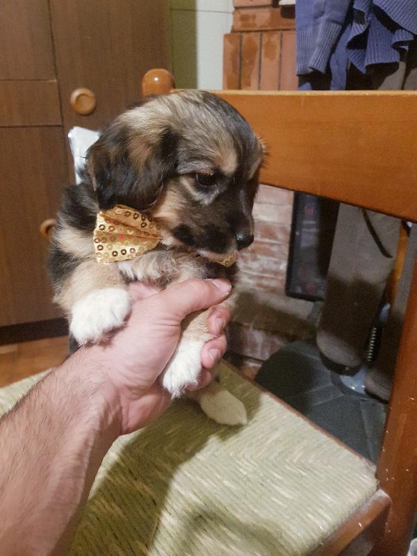 Cucciolo Di Taglia Piccola Simile Bassottina 