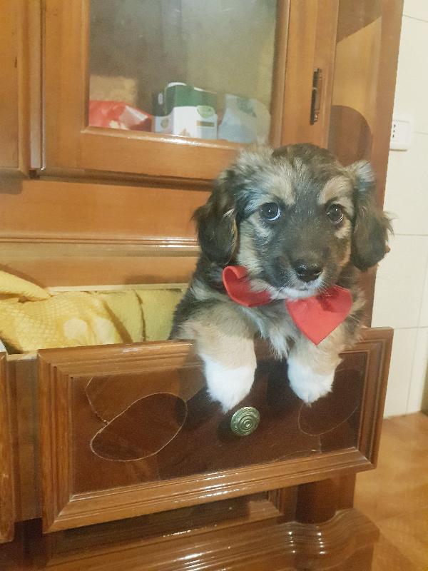 Cucciolo di taglia piccola simile bassottina  Foto 4