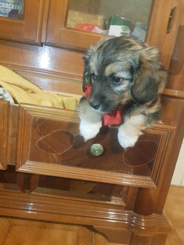 Cucciolo di taglia piccola simile bassottina  Foto 6